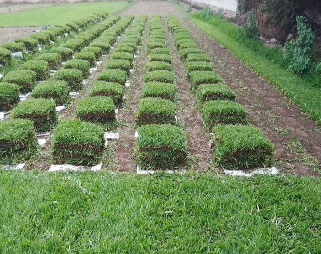 Grass americano