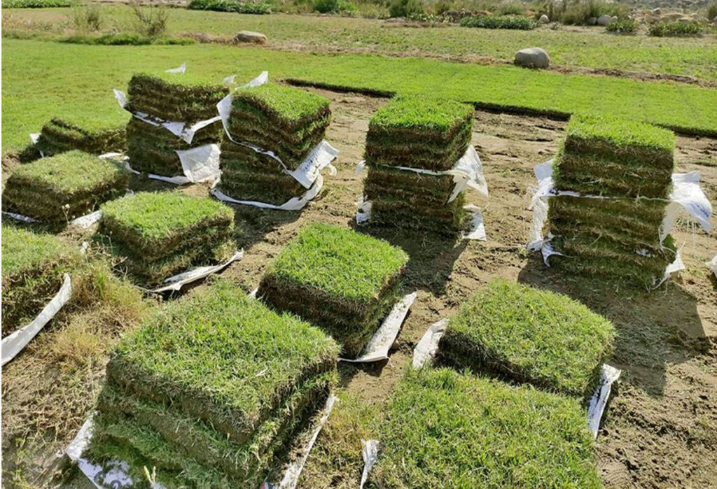 Grass bermuda