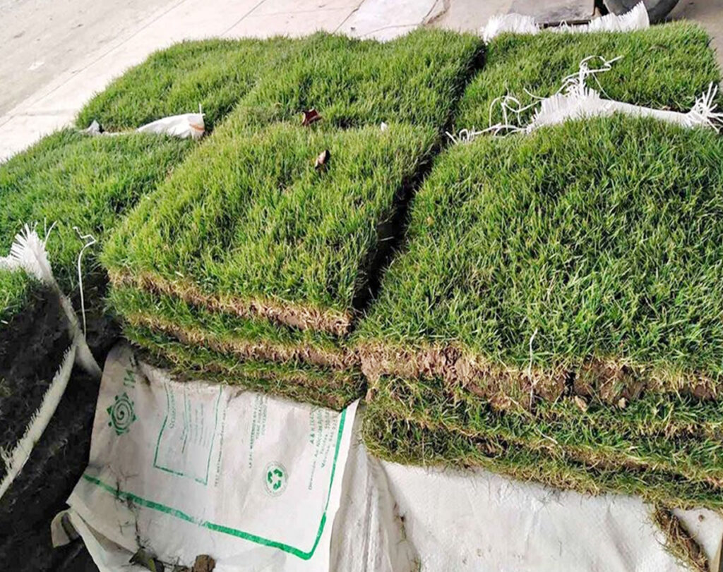 Grass japonés