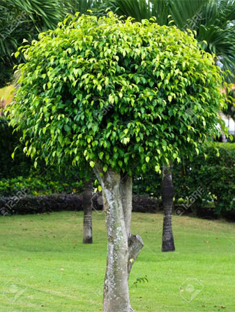 Árboles
