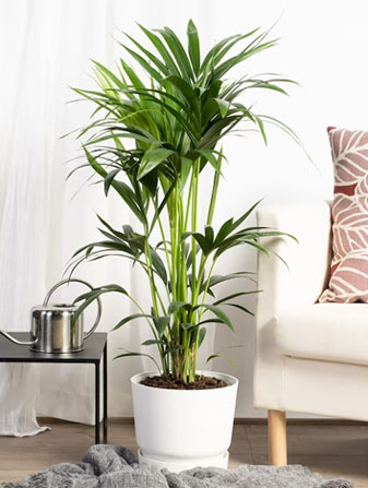 Plantas de interior