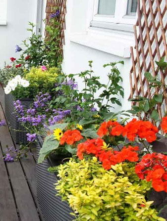 Plantas de Exterior
