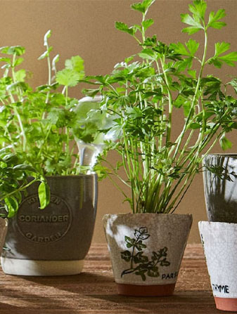Plantas Aromáticas