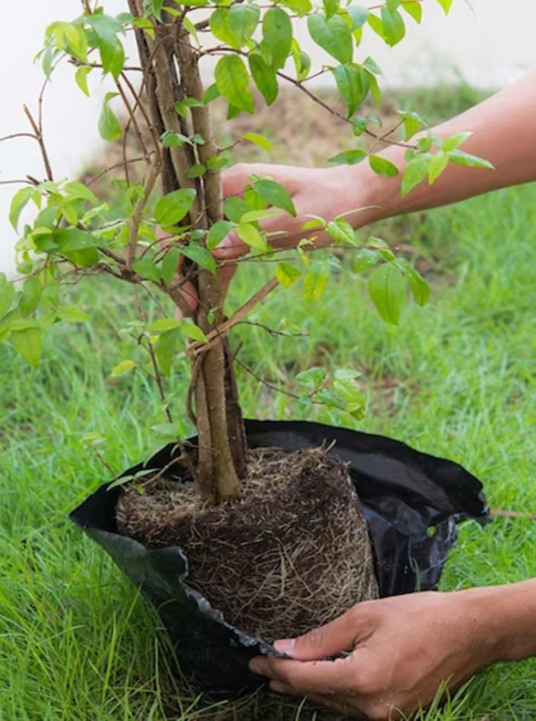 Instalación de una planta en el jardín