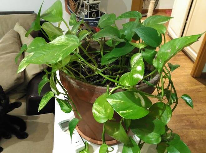 Cuidado de las Plantas de Sombra