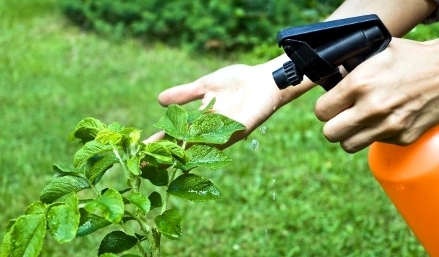 consejos-fumigar-jardin.jpg