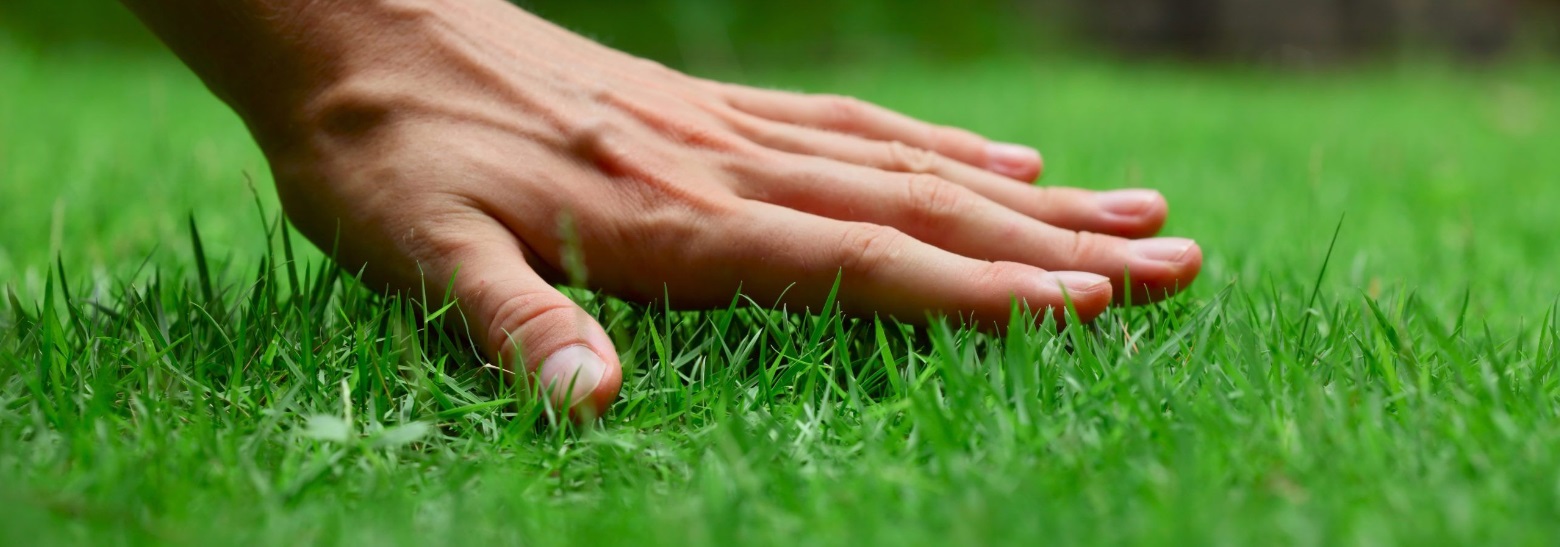 grass.jpg