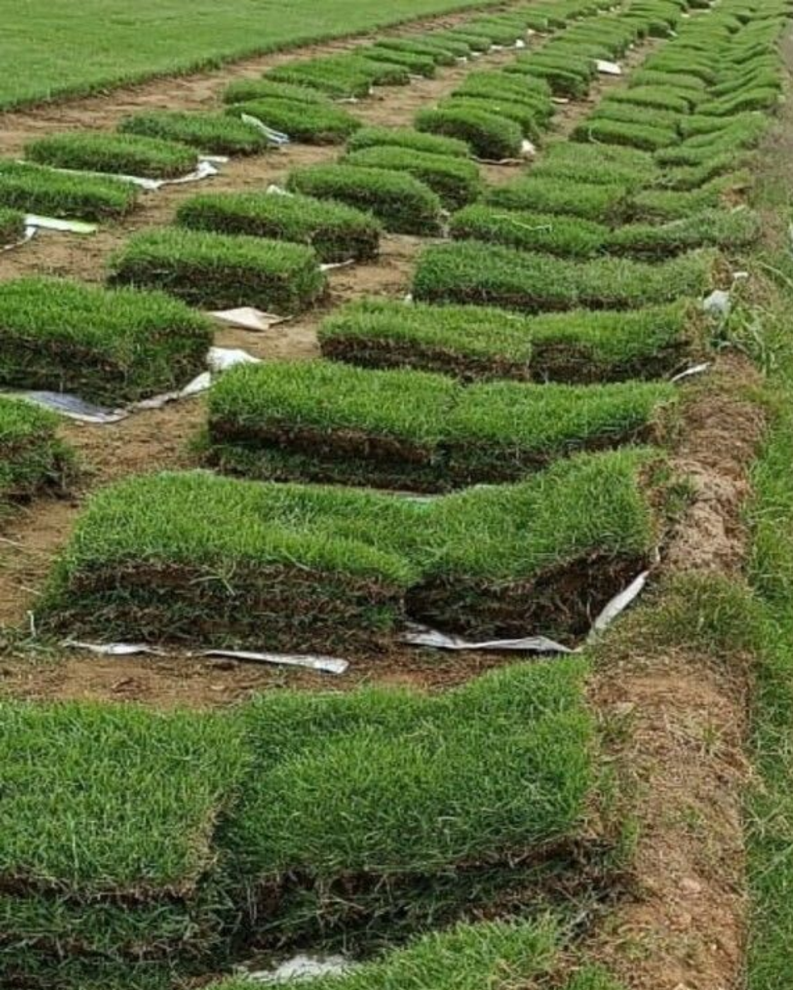 Tipos de Grass