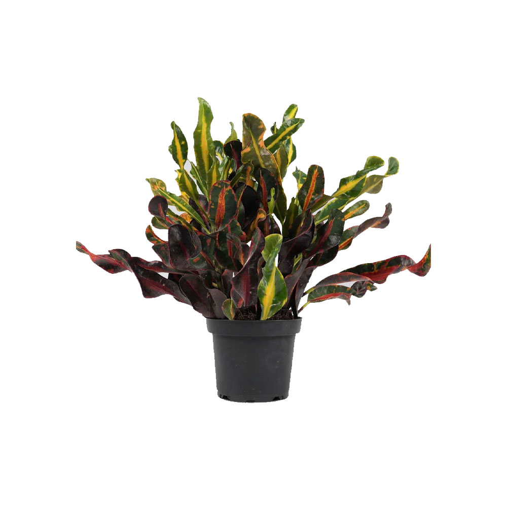 Croton