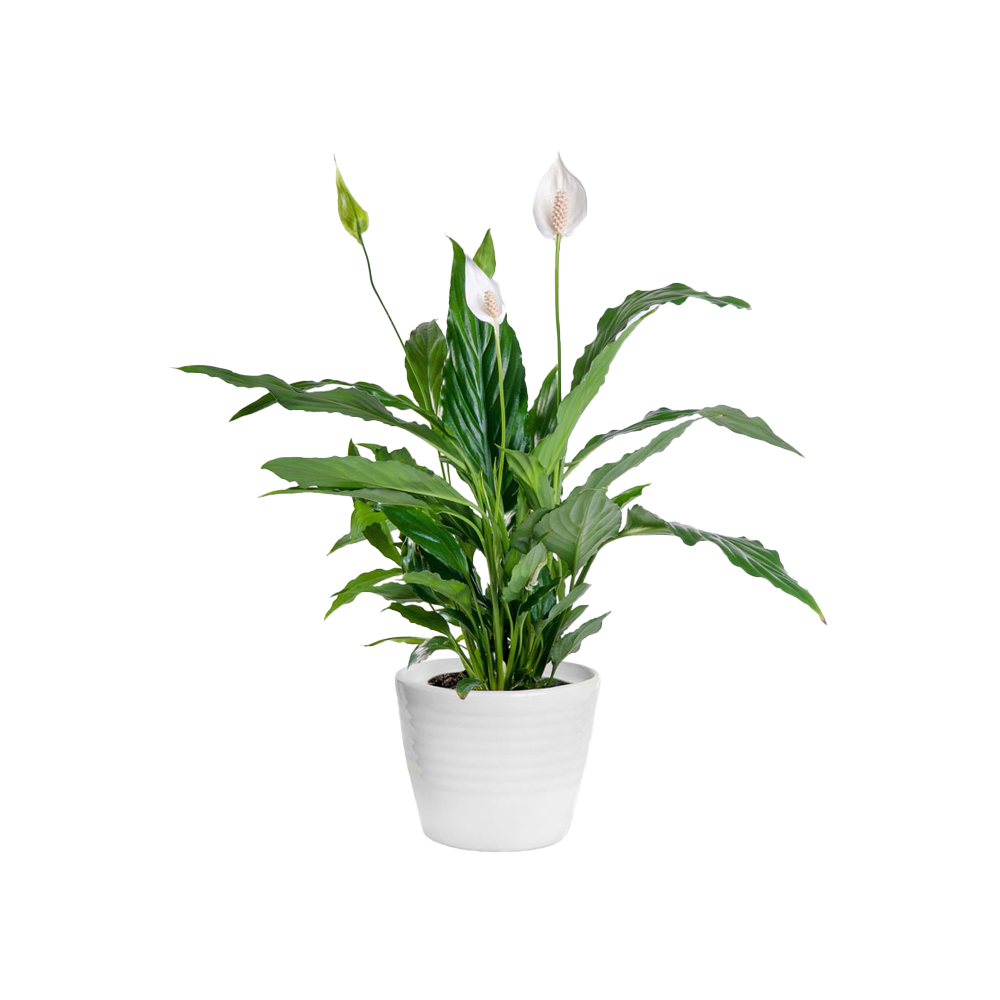 Spathiphyllum