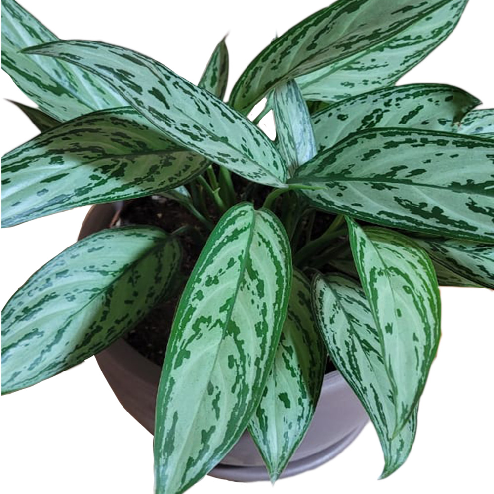 Planta Aglaonema en Maceta de Arcilla