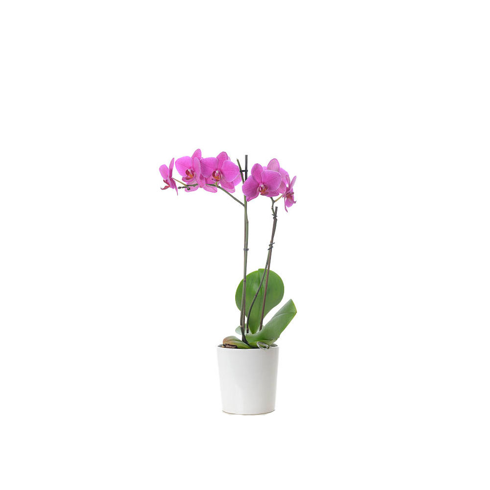 Orquídea Fucsia