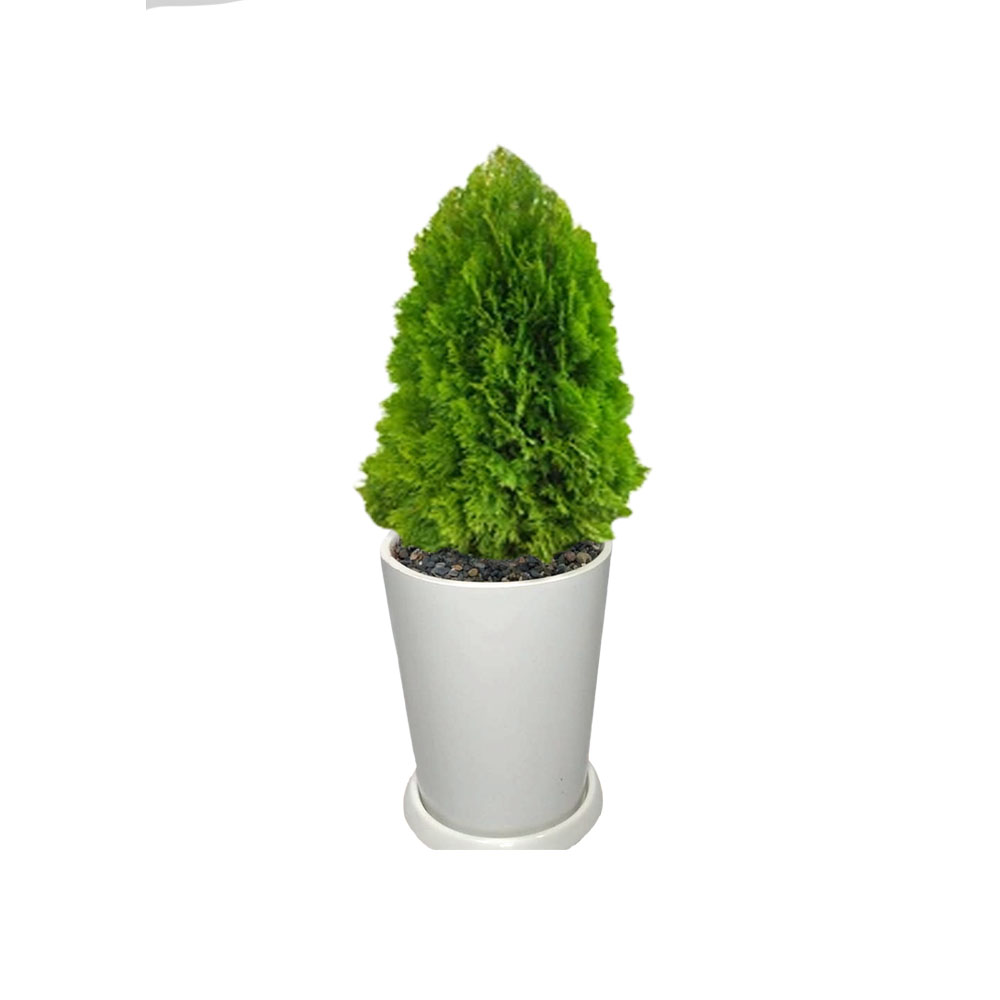 Thuja dorada