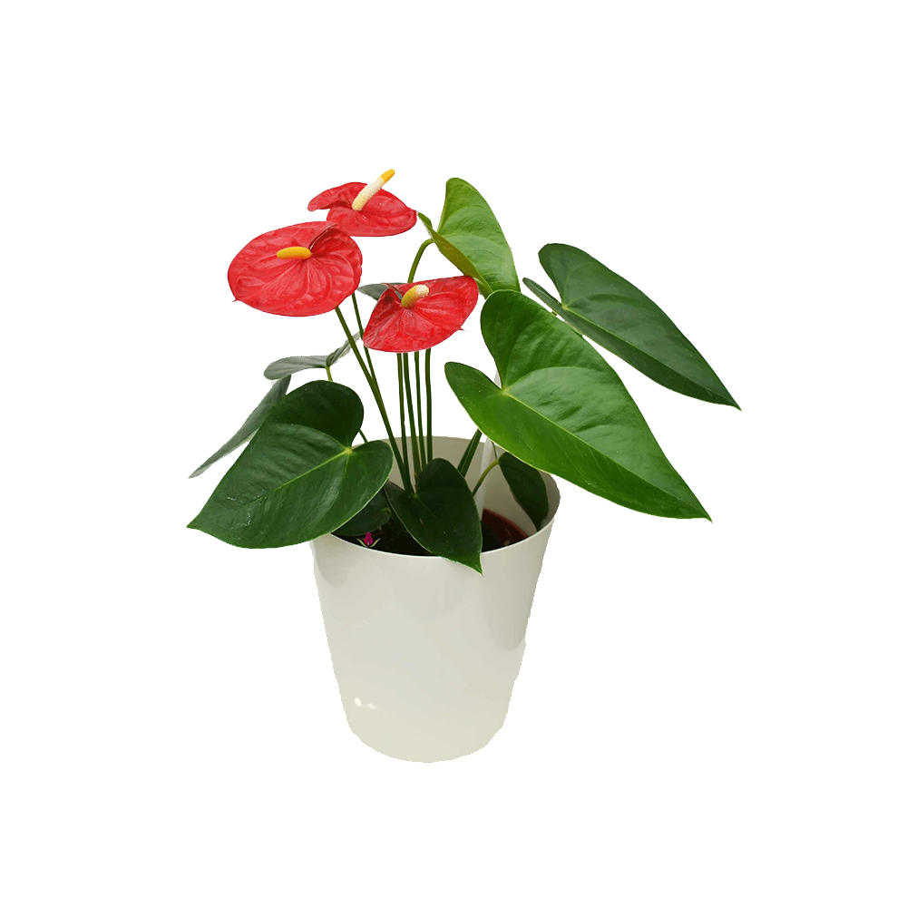 Anturio Rojo