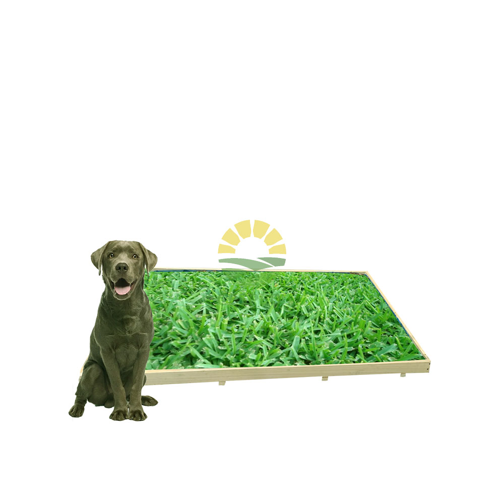 BAÑO DE GRAS NATURAL PARA PERROS