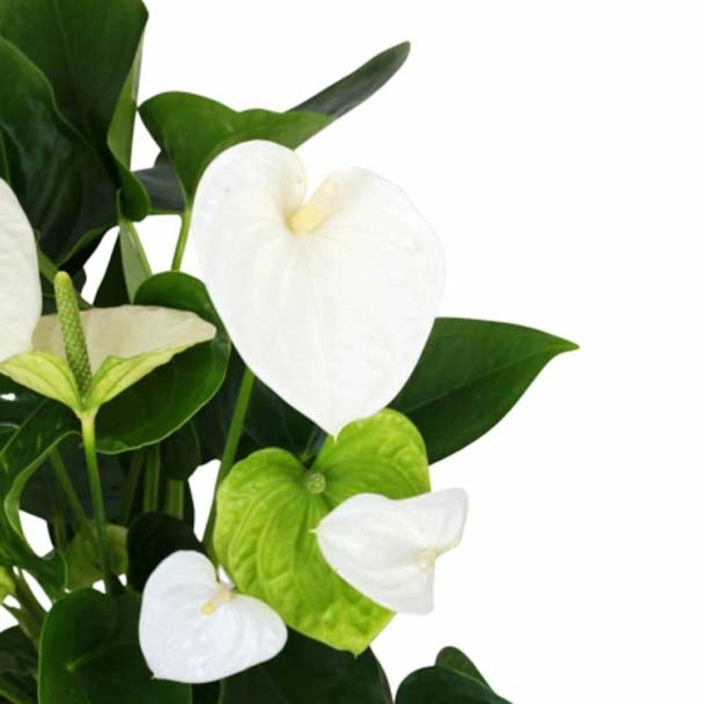 Planta Anturio Blanco en Maceta de Cerámica