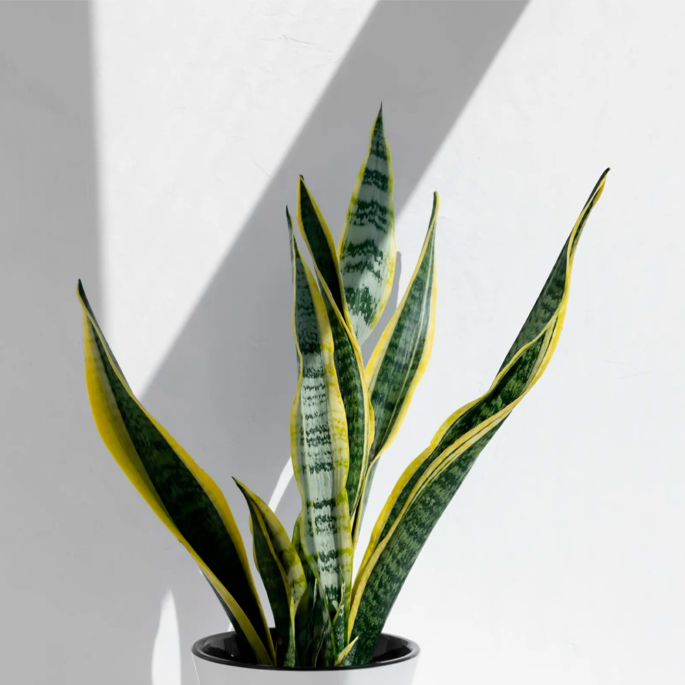 Planta Sanseviera Lengua de Suegra en Maceta de Arcilla