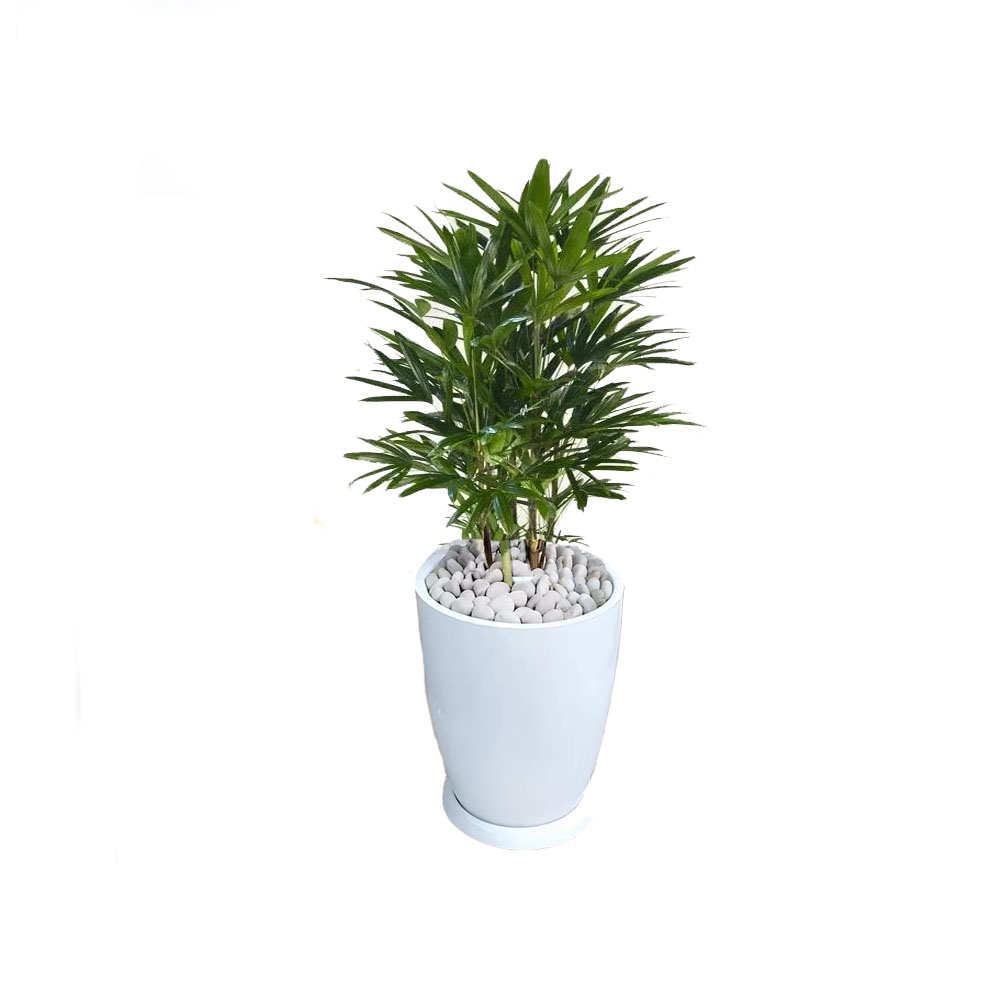 Palmera Raphis