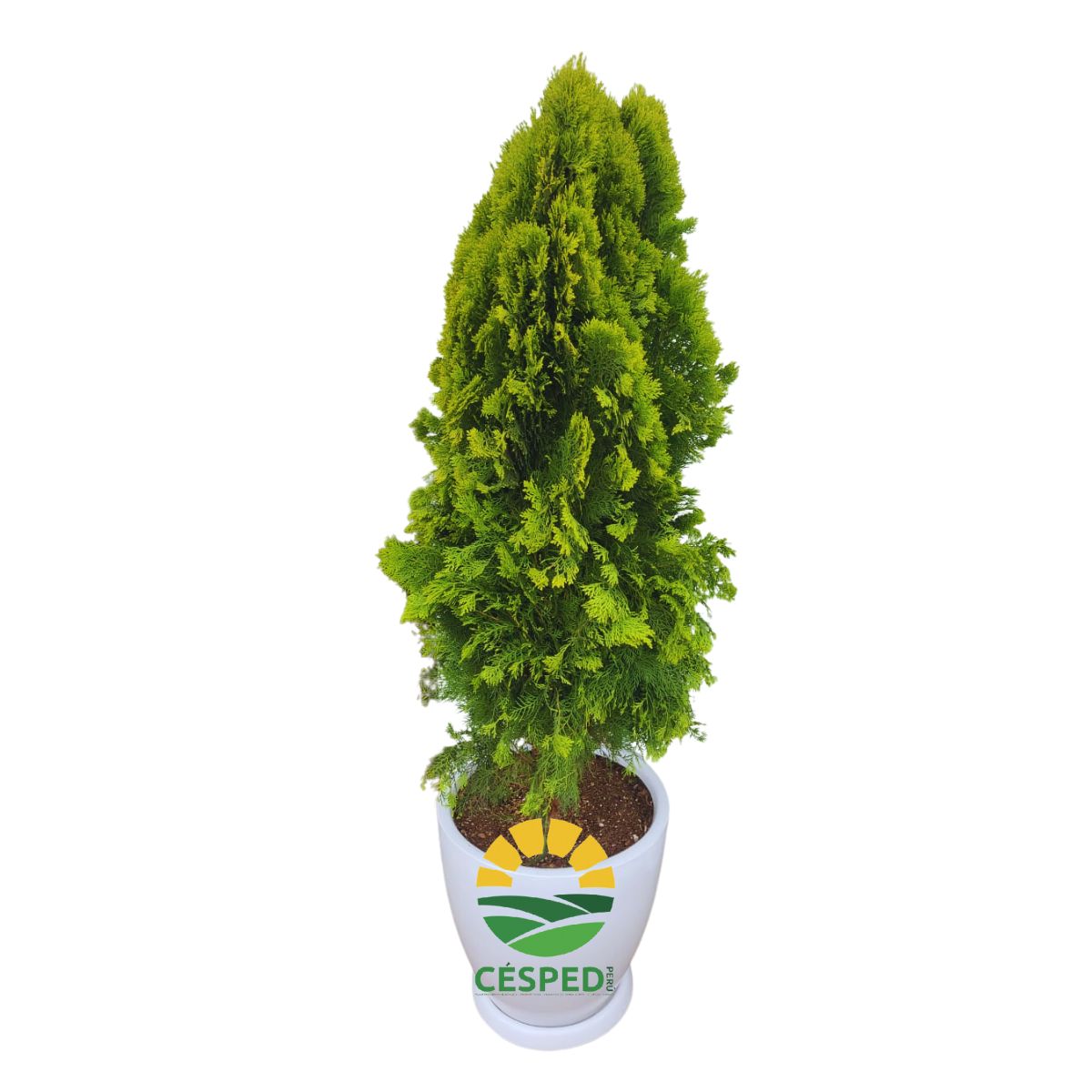 Planta Thuja Piramidal