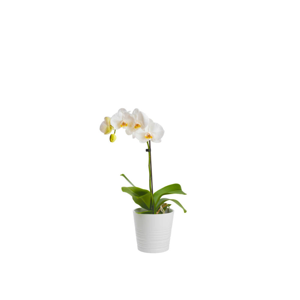 Orquídea blanca
