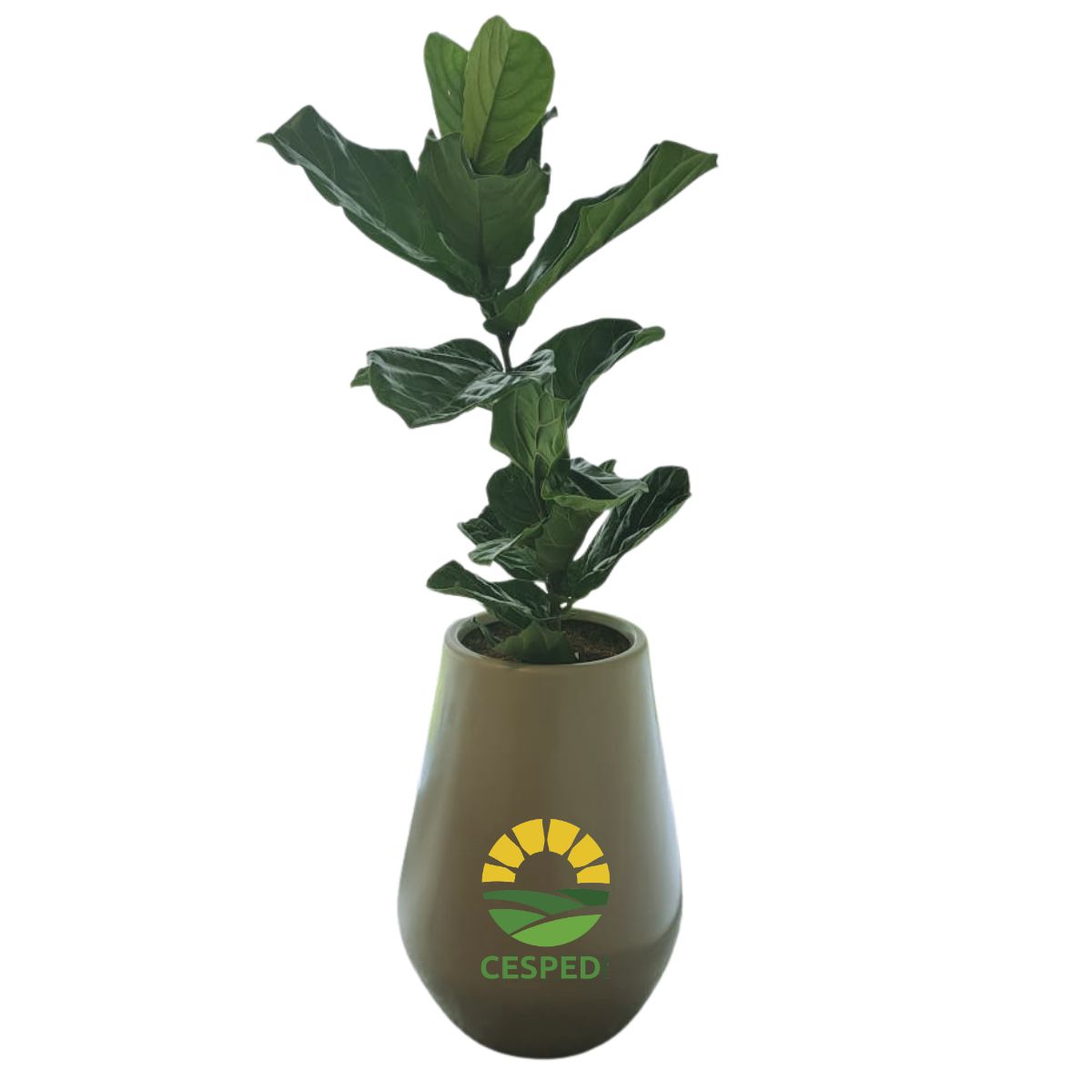 Planta Ficus Lyrata