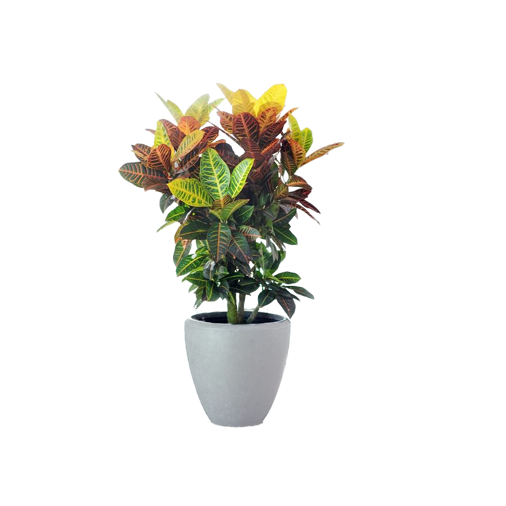 Croton