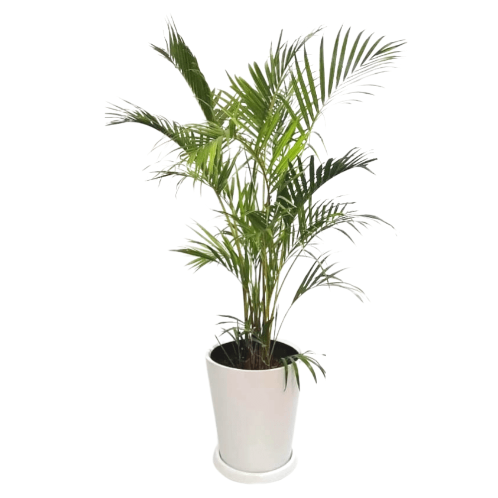 Palmera Hawaiana