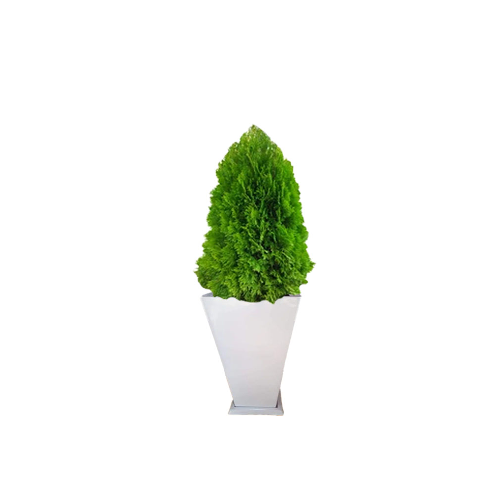 Thuja dorada