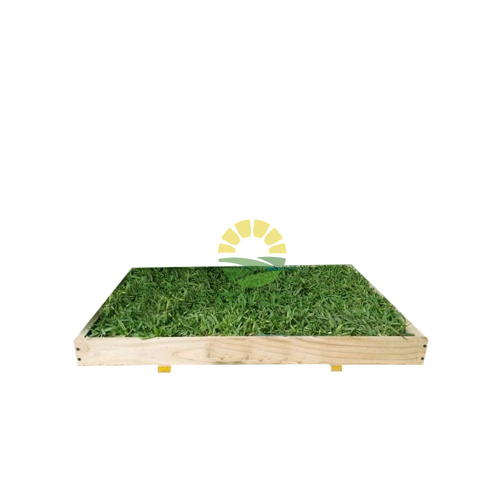 Baño de gras natural para perros