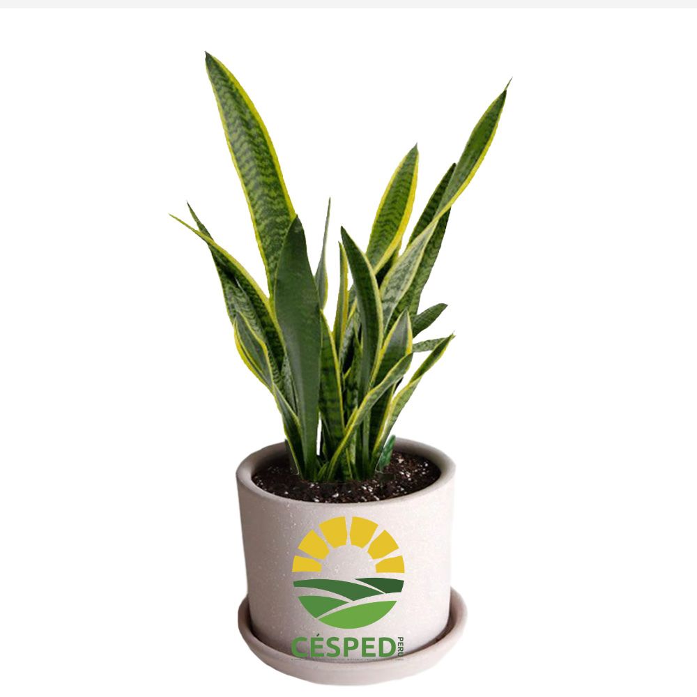 Planta Sanseviera Lengua de Suegra en Maceta de Arcilla
