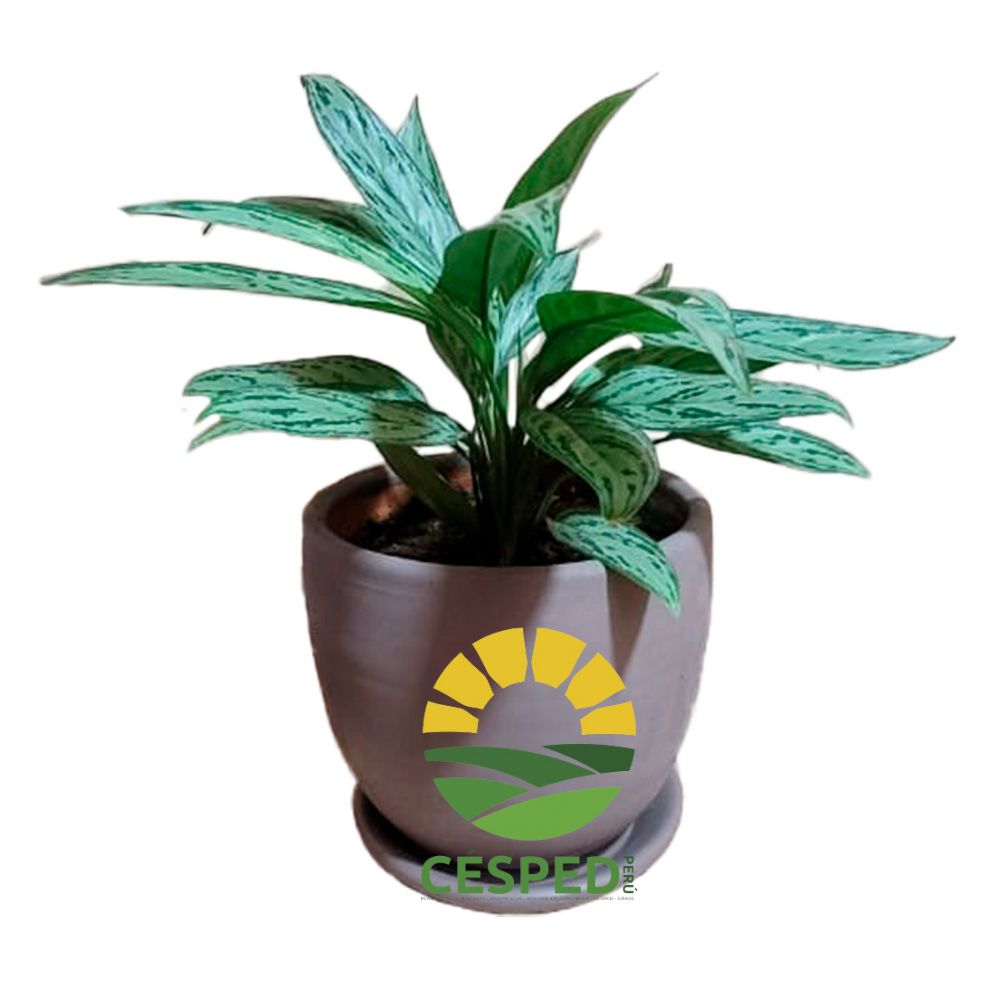 Planta Aglaonema en Maceta de Arcilla