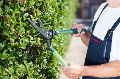 Man trimming hedgerow garden fence with gardening scissors close up
