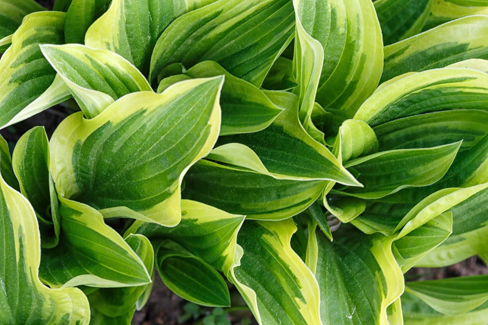 yellow-and-green-variegated-hosta-in-spring-shady-garden-e1653295454250.jpg